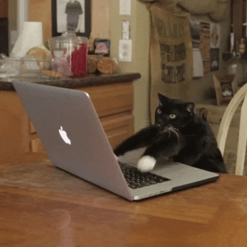 Gif of a cat typing